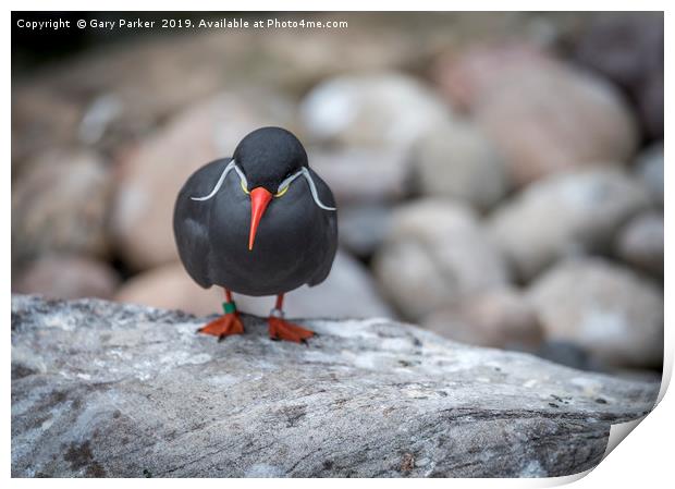 Inca Tern, perched on a rock	  Print by Gary Parker