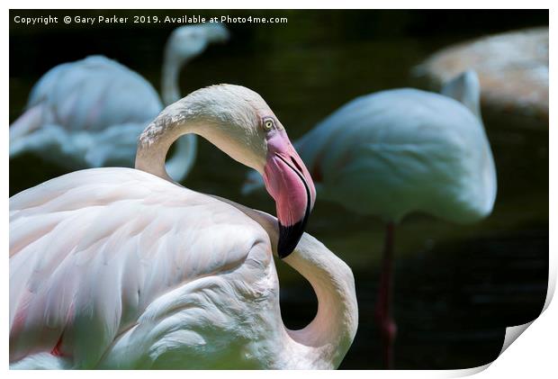 Flamingo, light pink in color Print by Gary Parker