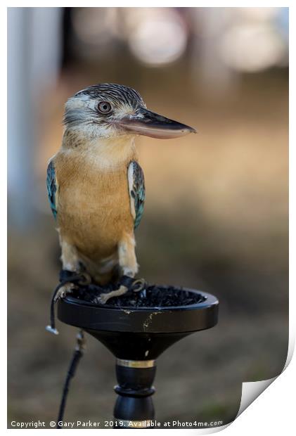 Blue winged Kookaburra Print by Gary Parker