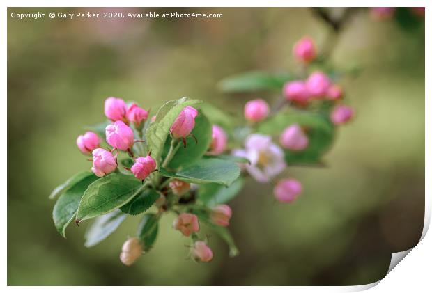 Beautiful pink Apple blossom, in bud Print by Gary Parker