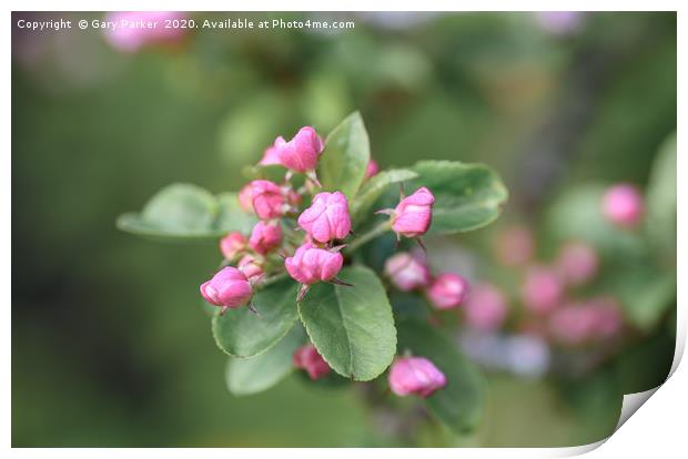 Beautiful pink Apple blossom, in bud Print by Gary Parker