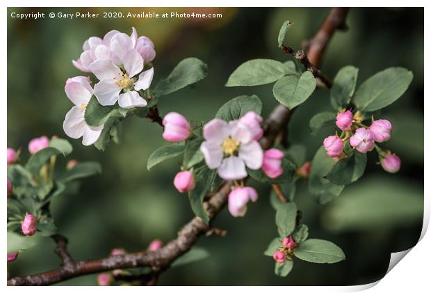 Beautiful, pink and white Apple blossom, in bloom  Print by Gary Parker