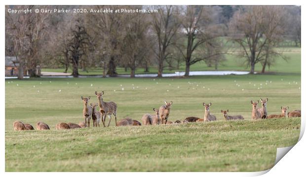 Group of Manchurian Sika Deer in Woburn Deer Park  Print by Gary Parker