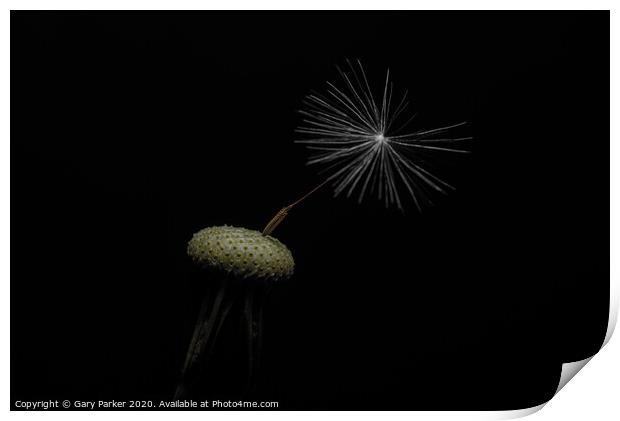 Dandelion head with a single seed, isolated against a black background	 Print by Gary Parker