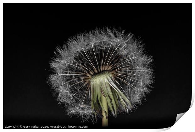 Dandelion head with multiple seeds, isolated against a black background	 Print by Gary Parker