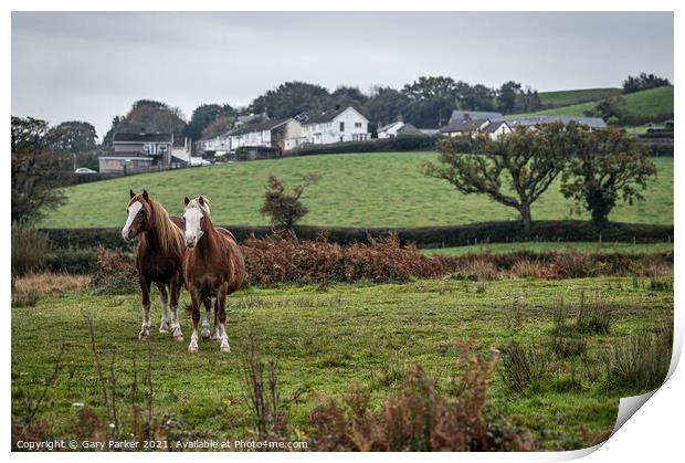 Two wild horses, in the Welsh landscape. It is autumn and the sky is cloudy	 Print by Gary Parker