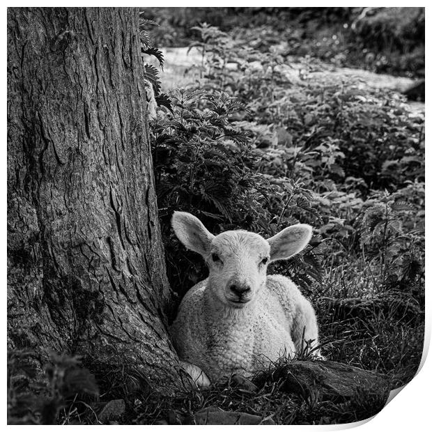 Hadrians Lamb Print by Mark S Rosser