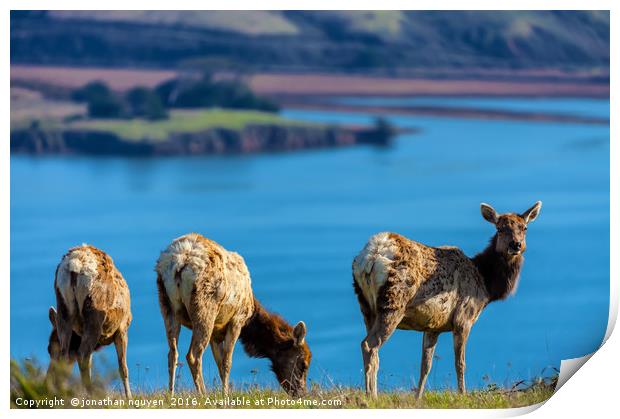 Three Lady Elks Print by jonathan nguyen