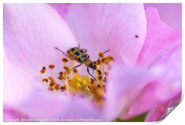 beetle in rose Print by jonathan nguyen