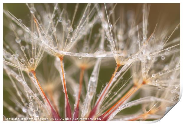 Dandelion with Dew Print by jonathan nguyen