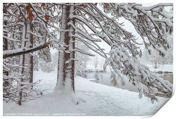 pine tree with snow  Print by jonathan nguyen