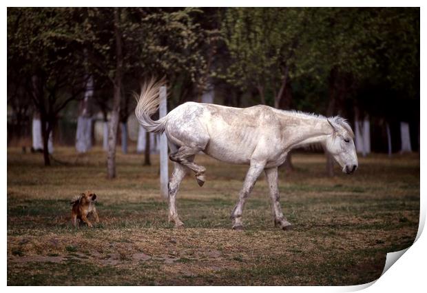 Horse and dog in a fight Print by Alfredo Bustos