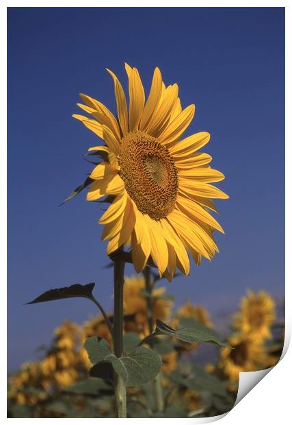 Sunflower standing alone Print by Alfredo Bustos