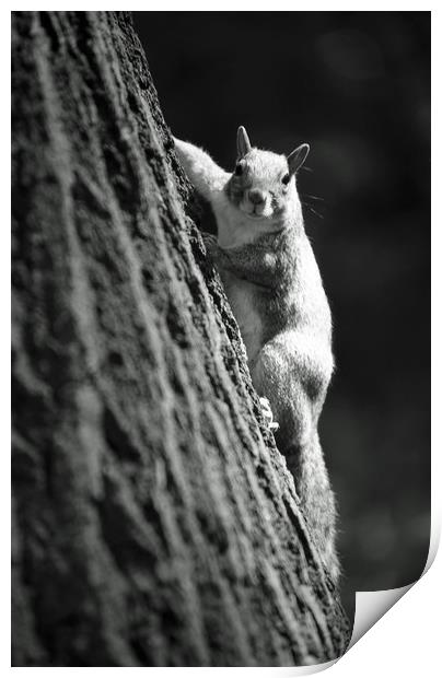 Squirrel under the sun Print by Alfredo Bustos