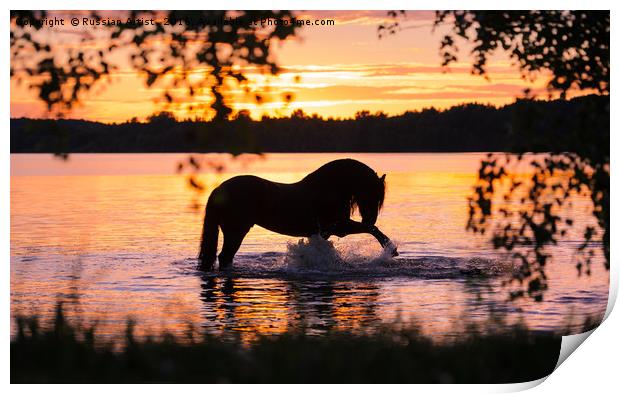 Black Horse Bathing in Sunset River  Print by Russian Artist 