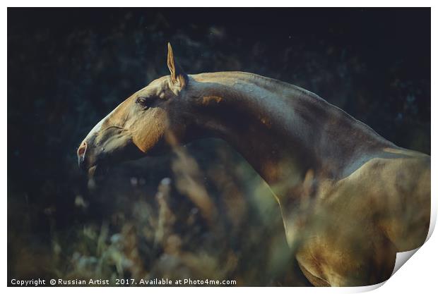Portrait of Akhalteke Horse Print by Russian Artist 
