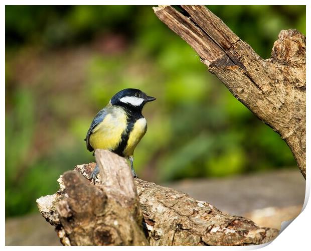 Great Tit, Parus Major Print by Rob Cole