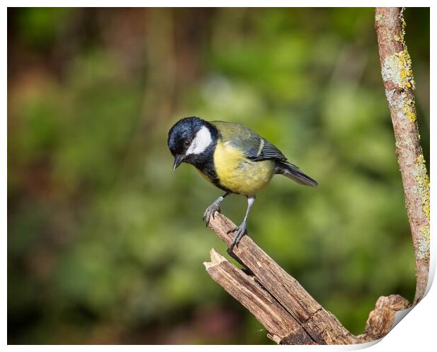 Great Tit, Parus Major Print by Rob Cole