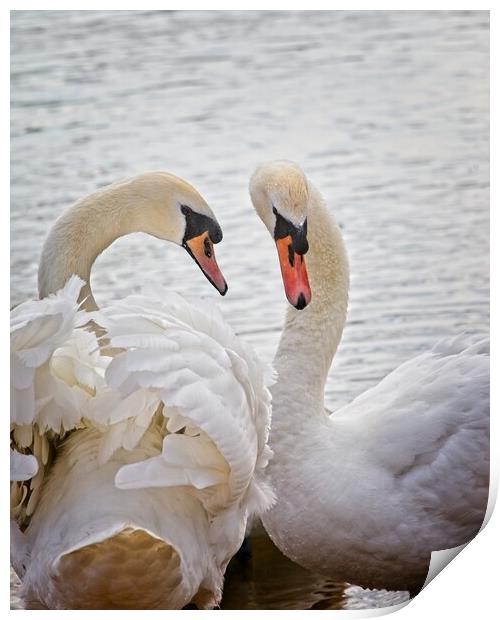 Mute Swans, Cygnus olor Print by Rob Cole