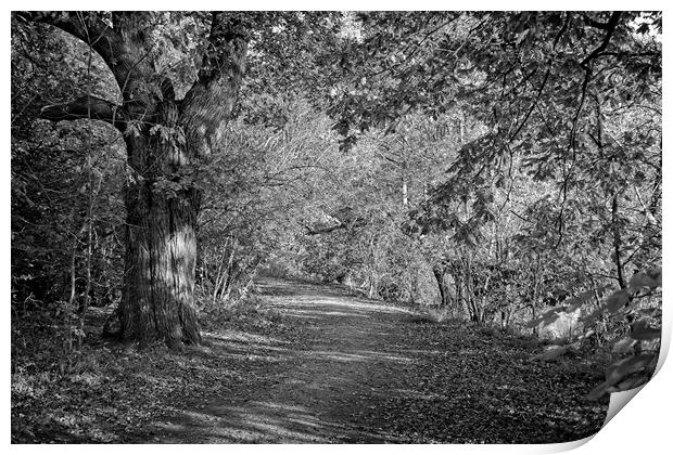 Autumn in Darley Park, Derby Print by Rob Cole