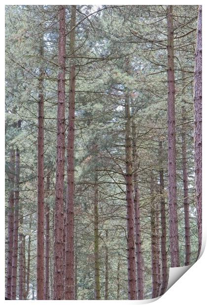 Tall Pine Trees, Sherwood Forest Print by Rob Cole