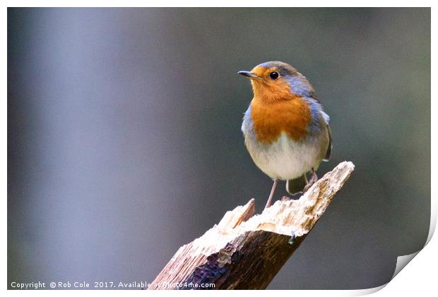 Robin (Erithacus rubecula) Print by Rob Cole