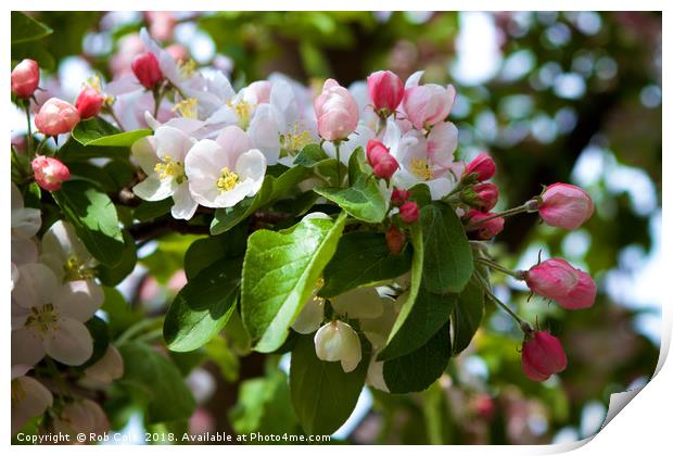 Pink and White Apple Blossom Print by Rob Cole