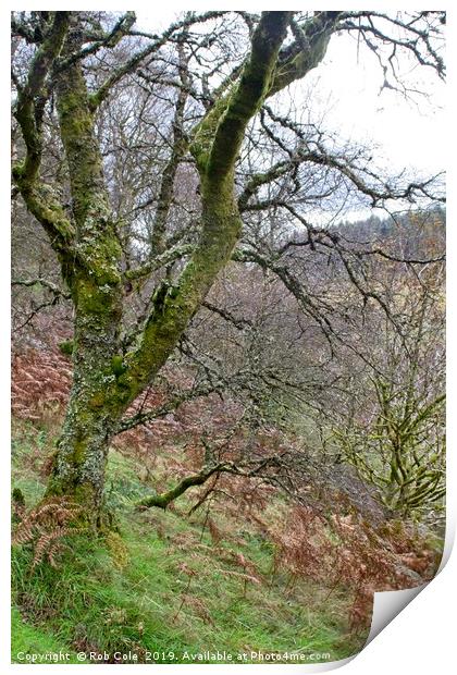 Ettrick Valley Woodland Print by Rob Cole