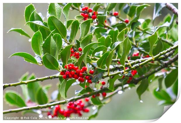 Bright Red Holly Berries Print by Rob Cole
