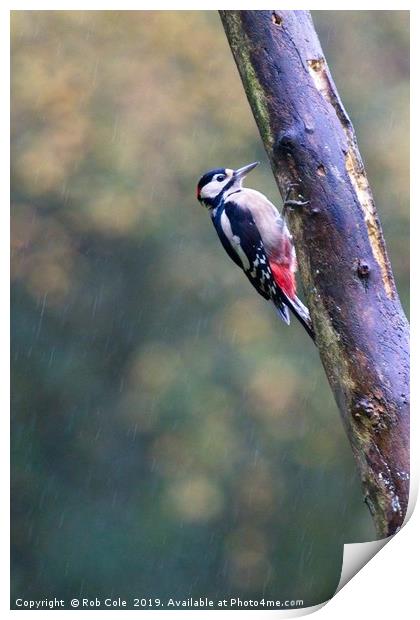 Great Spotted Woodpecker (Dendrocopos major) Print by Rob Cole