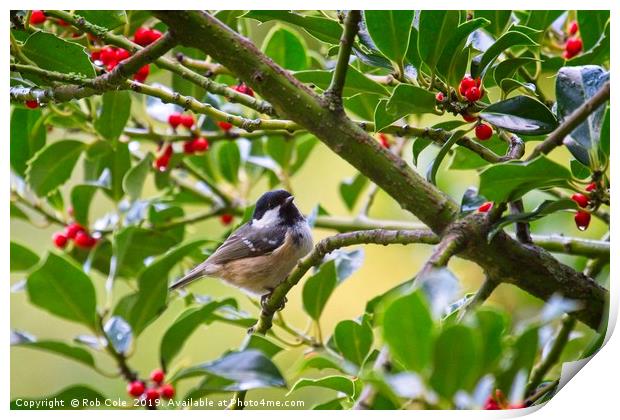 Coal Tit (Periparus ater) In A Holly Tree Print by Rob Cole