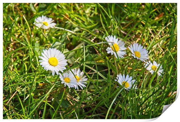 Daisies In Green Grass Print by Rob Cole