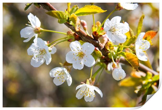 Beautiful Spring Blossom Print by Rob Cole