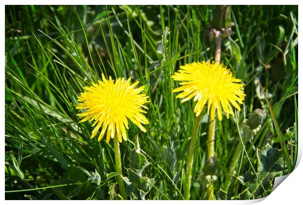 Bright Yellow Dandelion Heads Print by Rob Cole