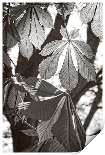 Horse-chestnut Leaves in Spring Print by Rob Cole