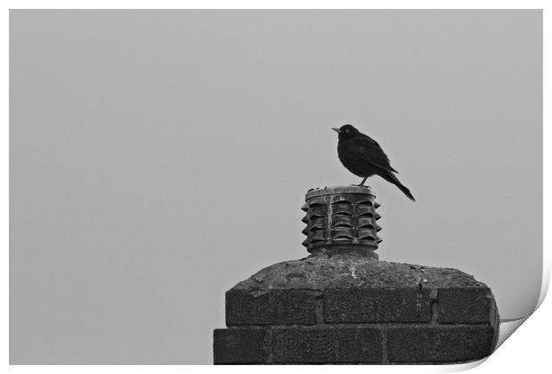 Solitary Sentinel A Lone Blackbird on a Chimney Print by Rob Cole