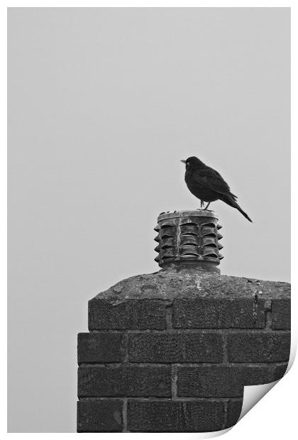 Blackbird, Terdus merula, on a Chimney Top Print by Rob Cole
