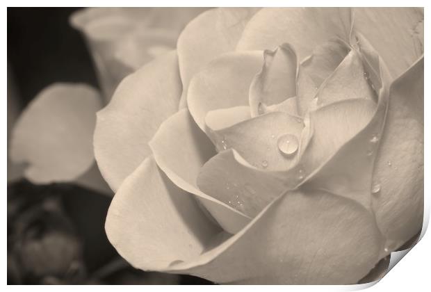 Raindrops on Rose Petals Print by Rob Cole
