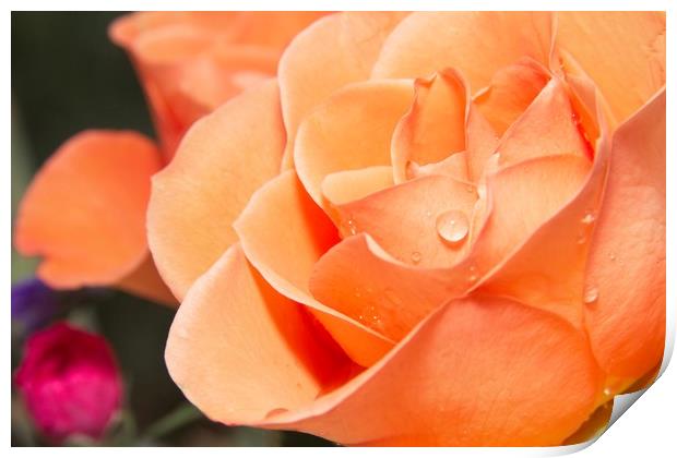 Raindrops on Orange Rose Petals Print by Rob Cole