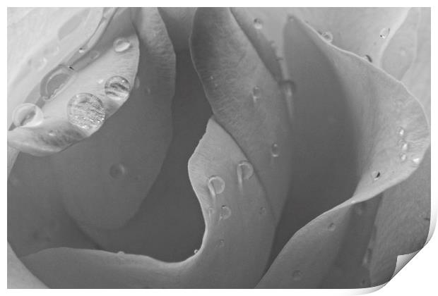 Raindrops on Rose Petals Print by Rob Cole