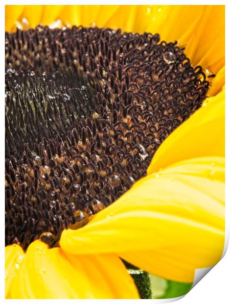 Yellow Sunflower Head Print by Rob Cole