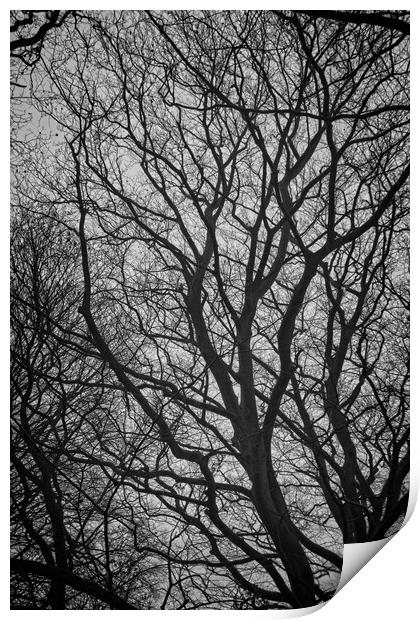 Naked Tree Print by Rob Cole