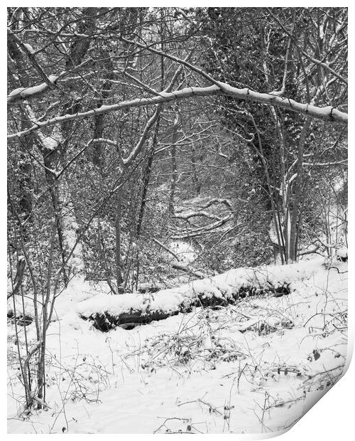 Winter Woodland, Thornley Woods Print by Rob Cole