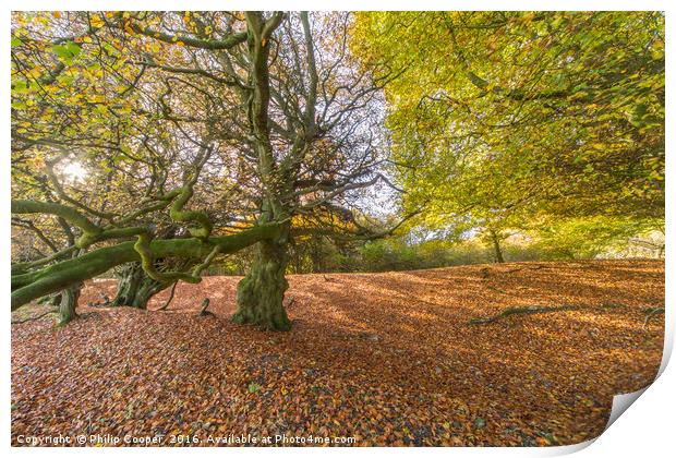 Woodland in Autumn Print by Philip Cooper
