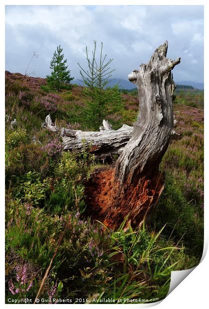 Tree Stump Highlands Print by Gwil Roberts