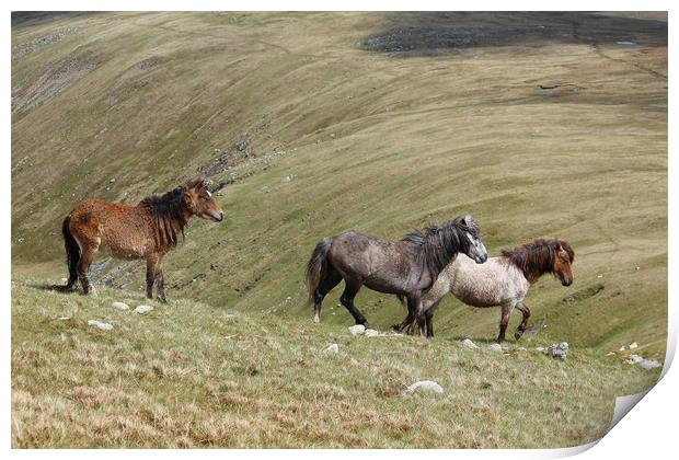 Wild Welsh Mountain Ponies,Snowdonia,Wales. Print by Colm Kingston