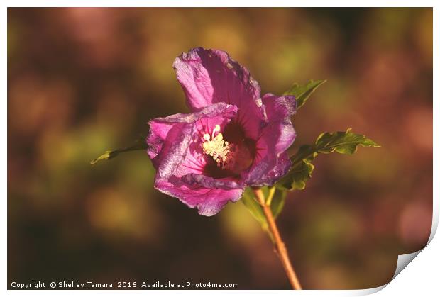 Hibiscus Flower Print by Shelley Bibby