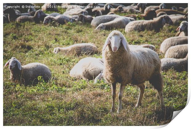 Sheep Print by Stockfoto art