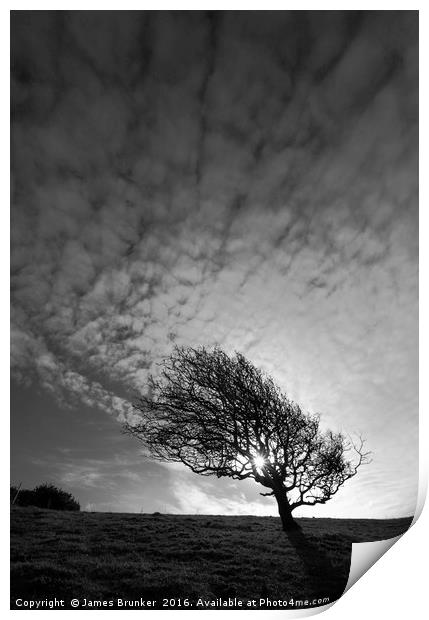 Windswept Blackthorn Tree In Winter Black & White Print by James Brunker