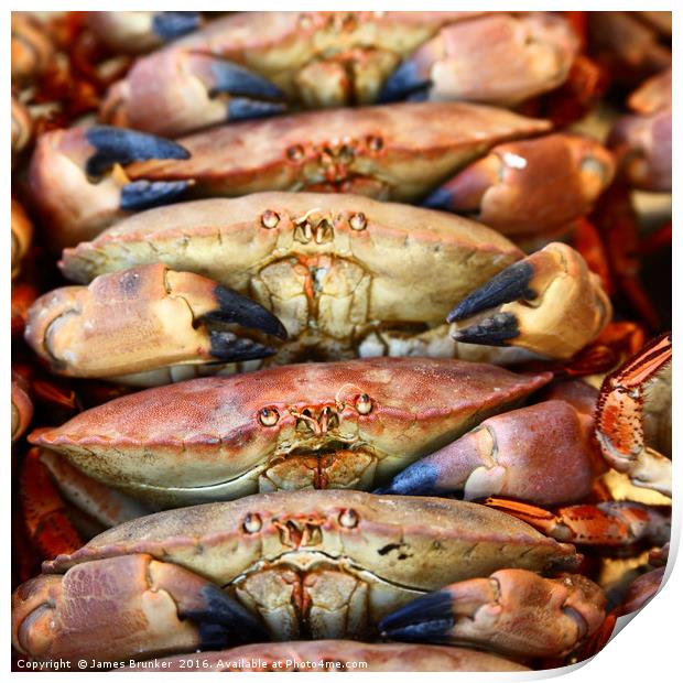 Unhappy Edible crabs (Cancer pagurus) Print by James Brunker